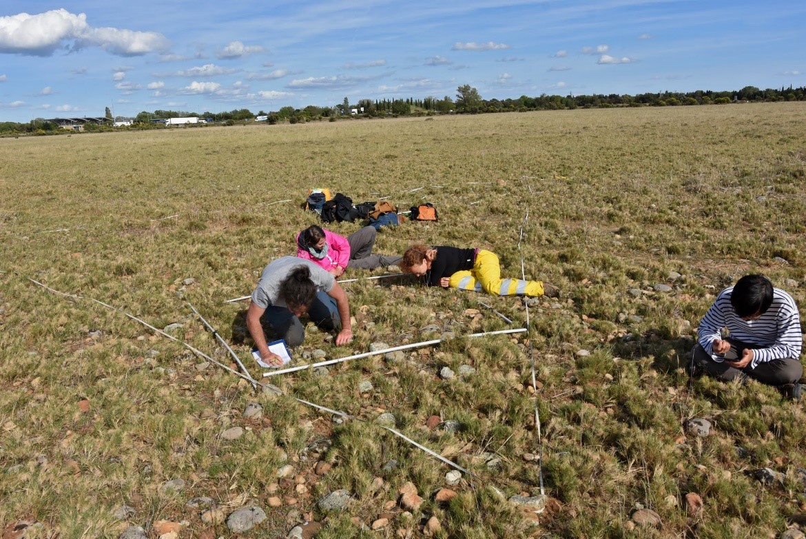 Relevés de végétation dans une pelouse naturelle de la plaine de La Crau (Bouches-du-Rhône)